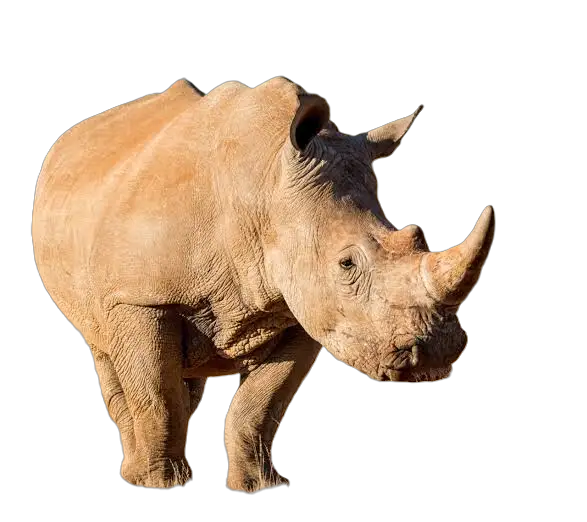 A rhinoceros.